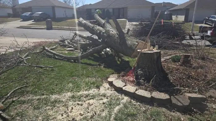 Tree removal and lot clearing with stump in front yard, Springfield MO