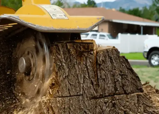 Stump grinding and removal service in Springfield, MO