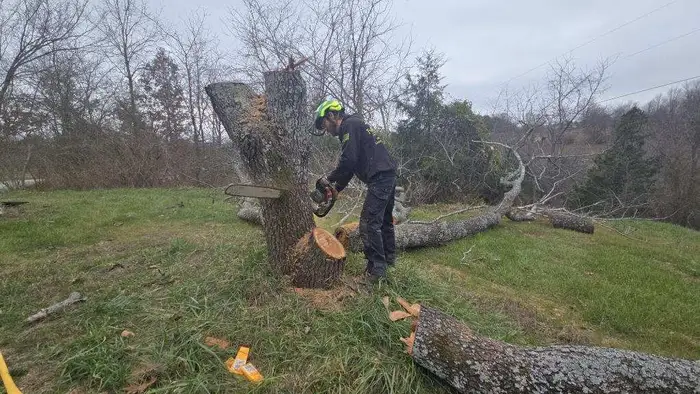 Tony removing a tree with chainsaw in Springfield, MO backyard