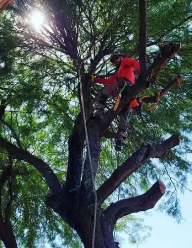 ISA Certified Arborist
