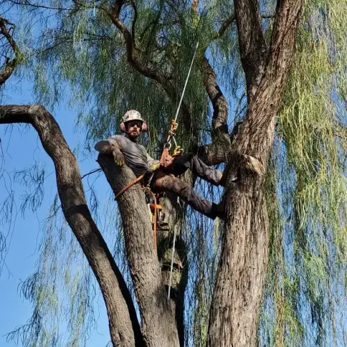 Large tree removal service